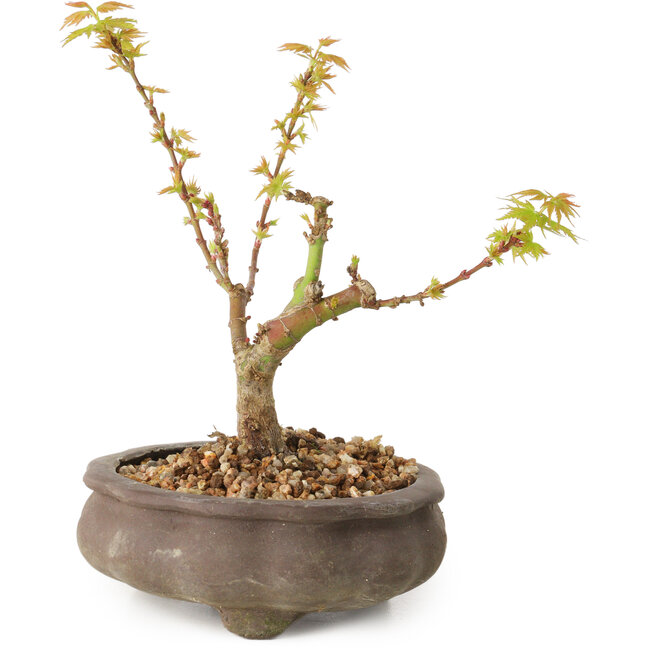 Acer palmatum Kotohime, 14,5 cm, ± 10 anni