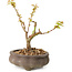 Acer palmatum Kotohime, 14,5 cm, ± 10 anni