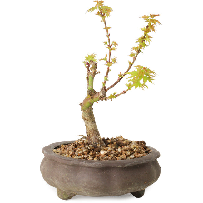 Acer palmatum Kotohime, 14,5 cm, ± 10 jaar oud