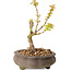 Acer palmatum Kotohime, 14,5 cm, ± 10 years old