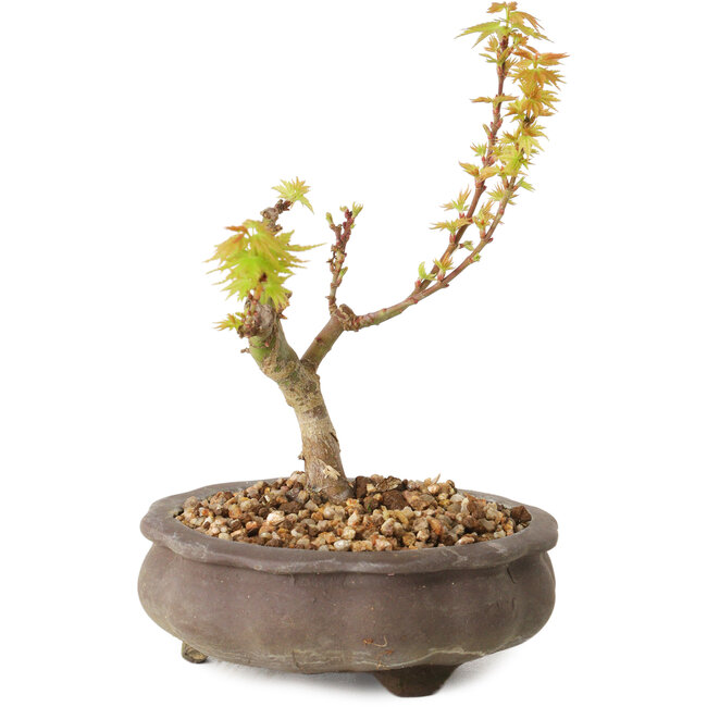 Acer palmatum Kotohime, 14,5 cm, ± 10 Jahre alt
