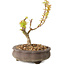 Acer palmatum Kotohime, 14,5 cm, ± 10 Jahre alt