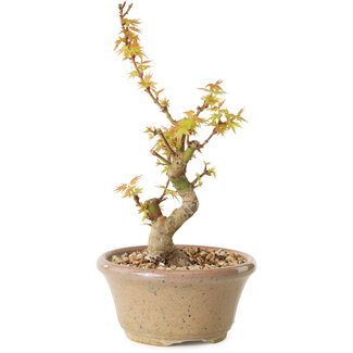 Acer palmatum Kotohime, 17,5 cm, ± 10 ans