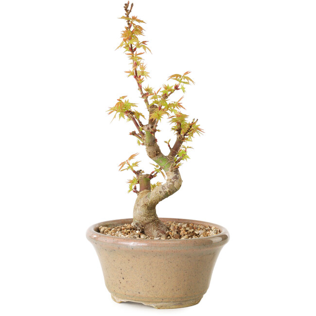 Acer palmatum Kotohime, 17,5 cm, ± 10 jaar oud