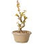 Acer palmatum Kotohime, 17,5 cm, ± 10 años de edad