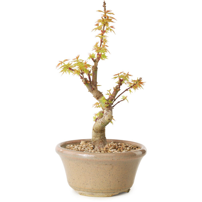 Acer palmatum Kotohime, 17,5 cm, ± 10 Jahre alt