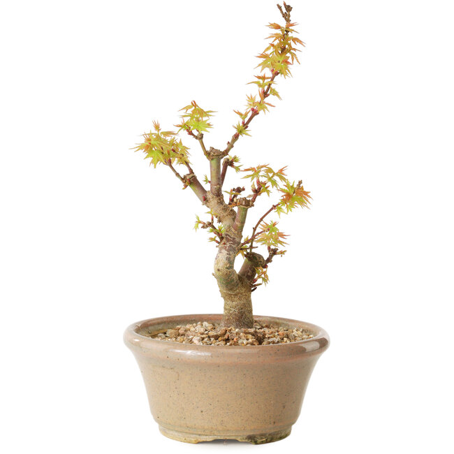 Acer palmatum Kotohime, 17,5 cm, ± 10 jaar oud