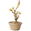 Acer palmatum Kotohime, 17,5 cm, ± 10 ans