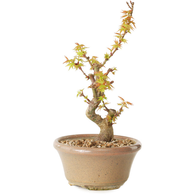Acer palmatum Kotohime, 17,5 cm, ± 10 years old