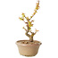 Acer palmatum Kotohime, 17,5 cm, ± 10 Jahre alt
