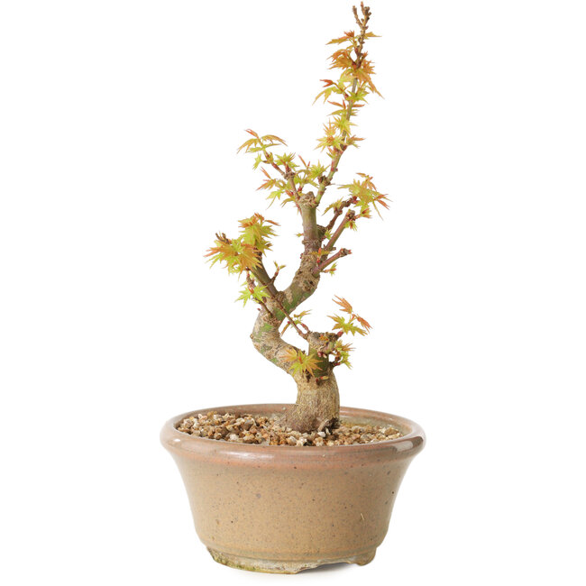 Acer palmatum Kotohime, 17,5 cm, ± 10 anni