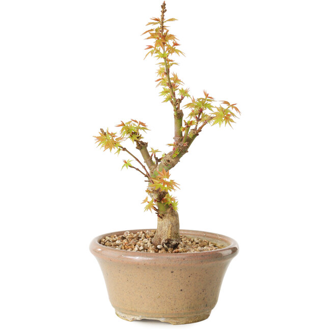 Acer palmatum Kotohime, 17,5 cm, ± 10 años de edad