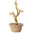 Acer palmatum Kotohime, 17,5 cm, ± 10 jaar oud
