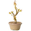 Acer palmatum Kotohime, 17,5 cm, ± 10 Jahre alt