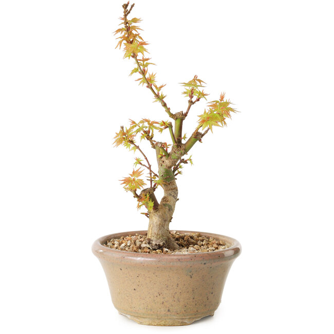 Acer palmatum Kotohime, 17,5 cm, ± 10 anni
