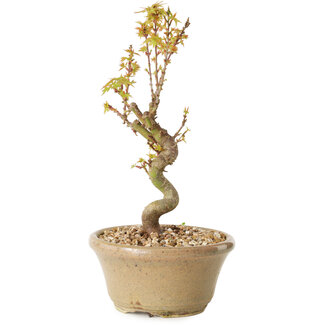 Acer palmatum Kotohime, 17,5 cm, ± 10 Jahre alt