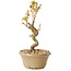 Acer palmatum Kotohime, 17,5 cm, ± 10 años de edad