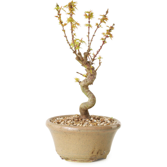 Acer palmatum Kotohime, 17,5 cm, ± 10 ans