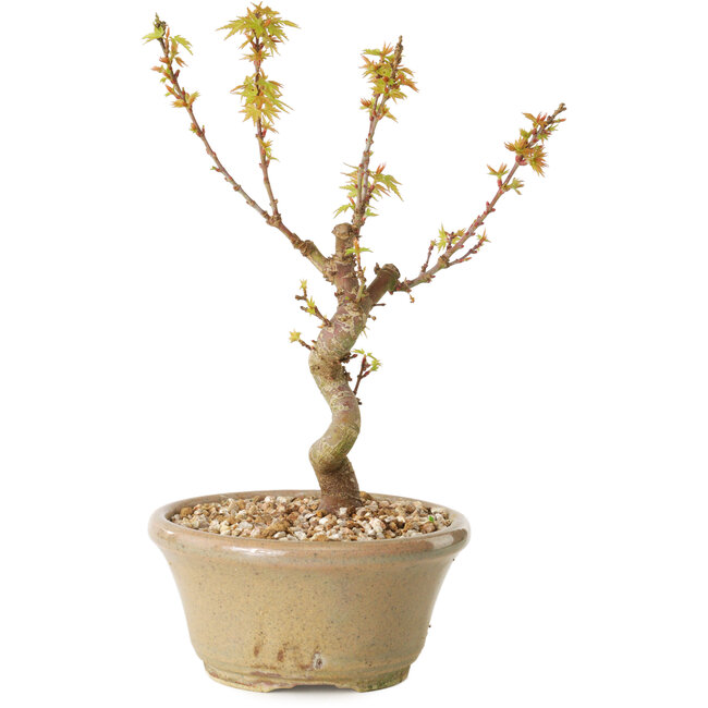 Acer palmatum Kotohime, 17,5 cm, ± 10 years old