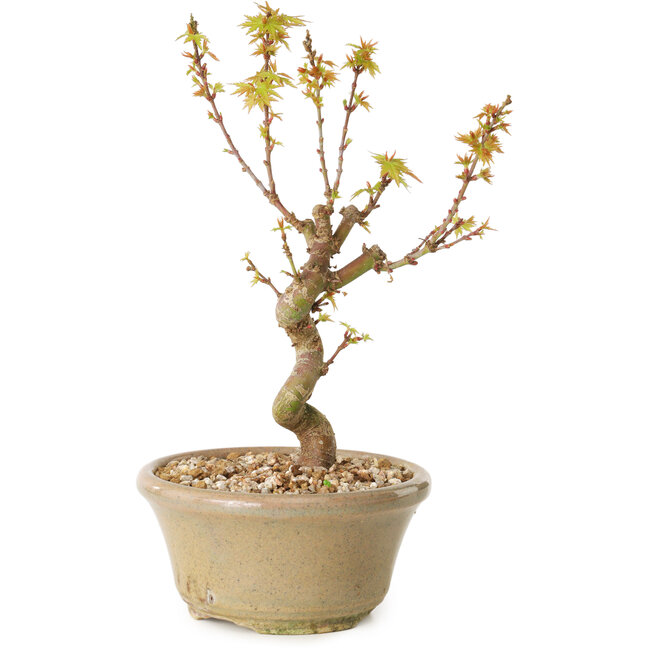 Acer palmatum Kotohime, 17,5 cm, ± 10 Jahre alt