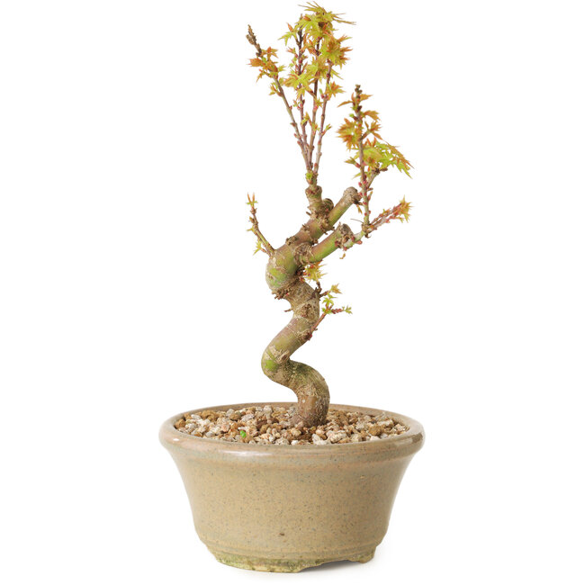 Acer palmatum Kotohime, 17,5 cm, ± 10 ans