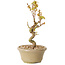 Acer palmatum Kotohime, 17,5 cm, ± 10 Jahre alt