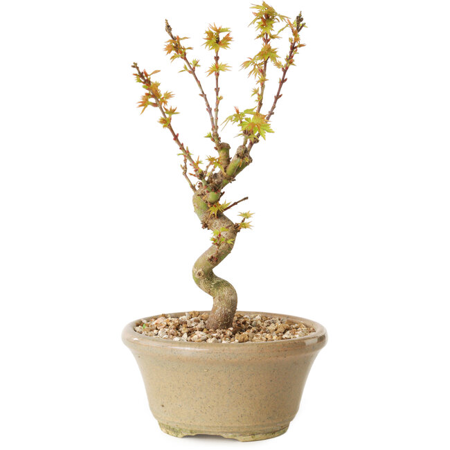 Acer palmatum Kotohime, 17,5 cm, ± 10 anni