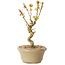 Acer palmatum Kotohime, 17,5 cm, ± 10 Jahre alt