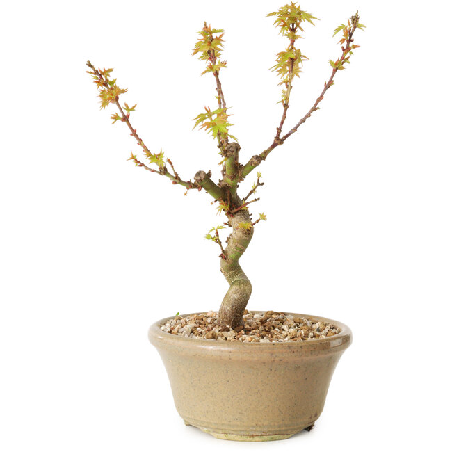 Acer palmatum Kotohime, 17,5 cm, ± 10 anni