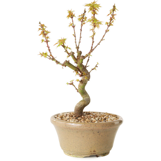 Acer palmatum Kotohime, 17,5 cm, ± 10 anni
