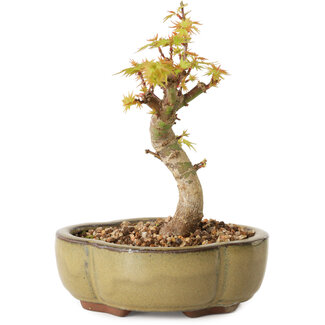 Acer palmatum Kotohime, 14 cm, ± 10 Jahre alt