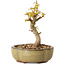 Acer palmatum Kotohime, 14 cm, ± 10 Jahre alt