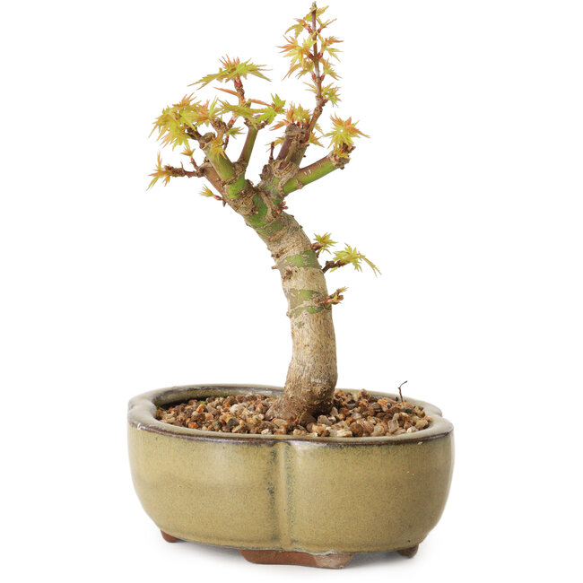 Acer palmatum Kotohime, 14 cm, ± 10 años de edad