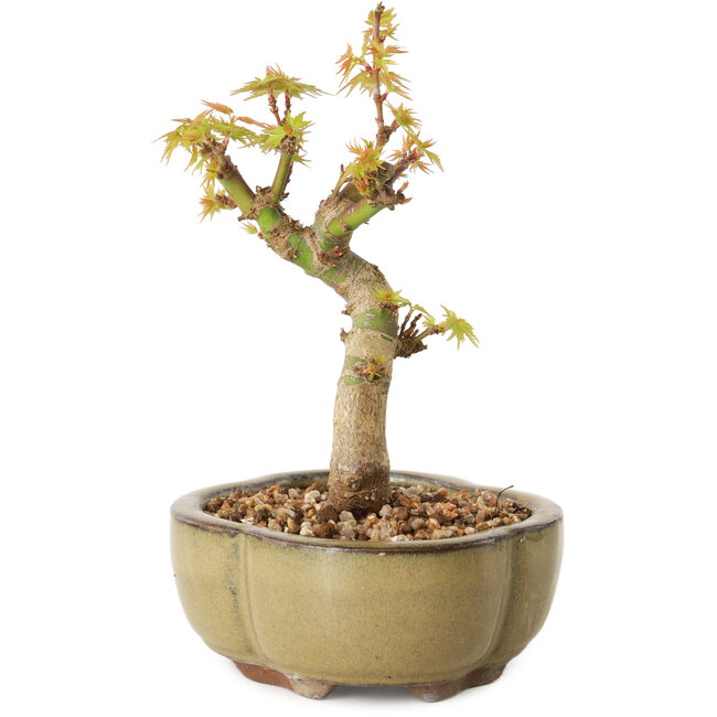 Acer palmatum Kotohime, 14 cm, ± 10 jaar oud