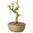 Acer palmatum Kotohime, 14 cm, ± 10 ans