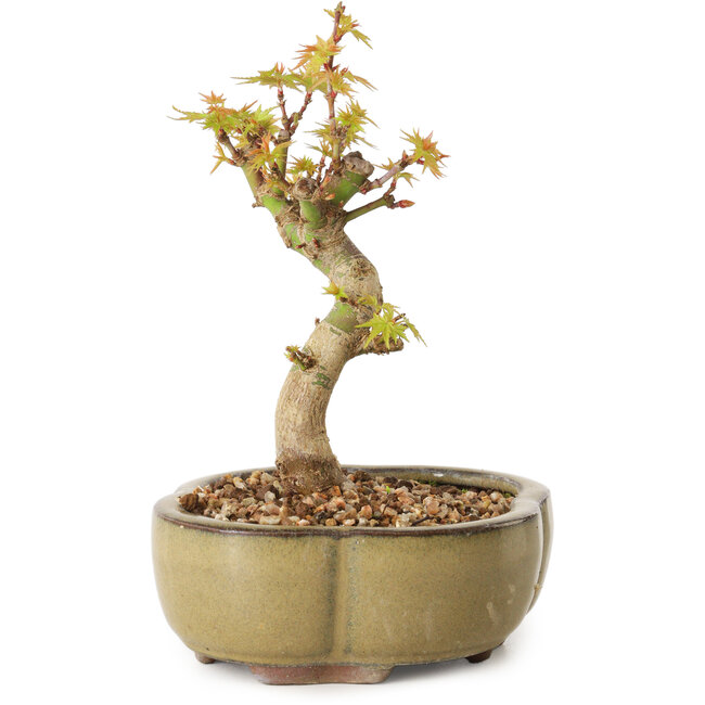 Acer palmatum Kotohime, 14 cm, ± 10 years old