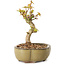 Acer palmatum Kotohime, 14 cm, ± 10 years old