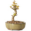 Acer palmatum Kotohime, 14 cm, ± 10 años de edad