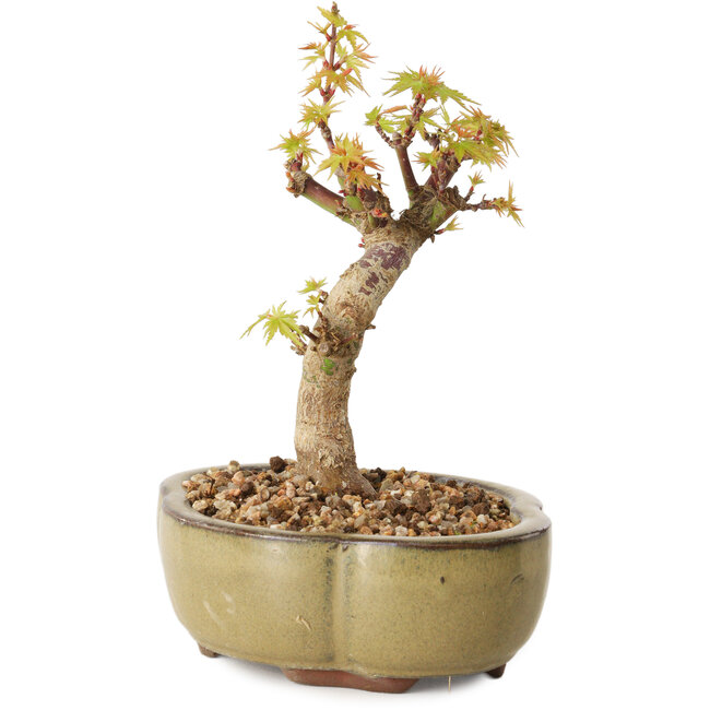 Acer palmatum Kotohime, 14 cm, ± 10 anni