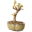 Acer palmatum Kotohime, 14 cm, ± 10 years old