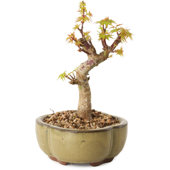 Acer palmatum Kotohime, 14 cm, ± 10 jaar oud