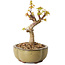 Acer palmatum Kotohime, 14 cm, ± 10 Jahre alt