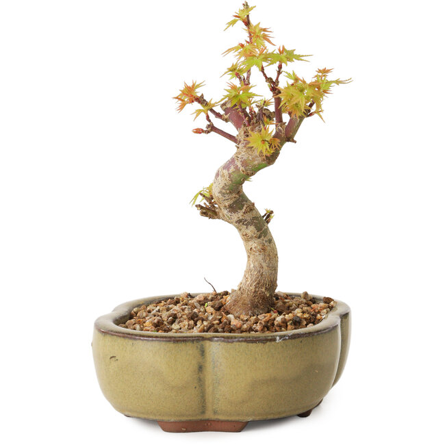 Acer palmatum Kotohime, 14 cm, ± 10 ans