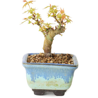 Acer palmatum Kotohime, 10 cm, ± 10 jaar oud