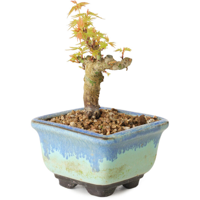 Acer palmatum Kotohime, 10 cm, ± 10 años de edad