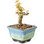 Acer palmatum Kotohime, 10 cm, ± 10 years old