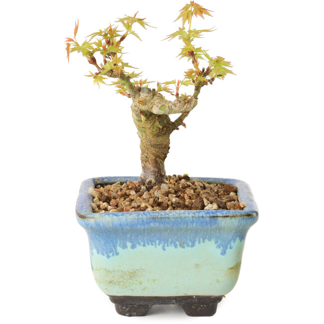 Acer palmatum Kotohime, 10 cm, ± 10 años de edad