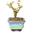 Acer palmatum Kotohime, 10 cm, ± 10 anni