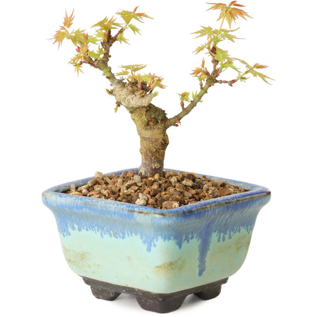 Acer palmatum Kotohime, 10 cm, ± 10 ans