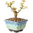 Acer palmatum Kotohime, 10 cm, ± 10 anni